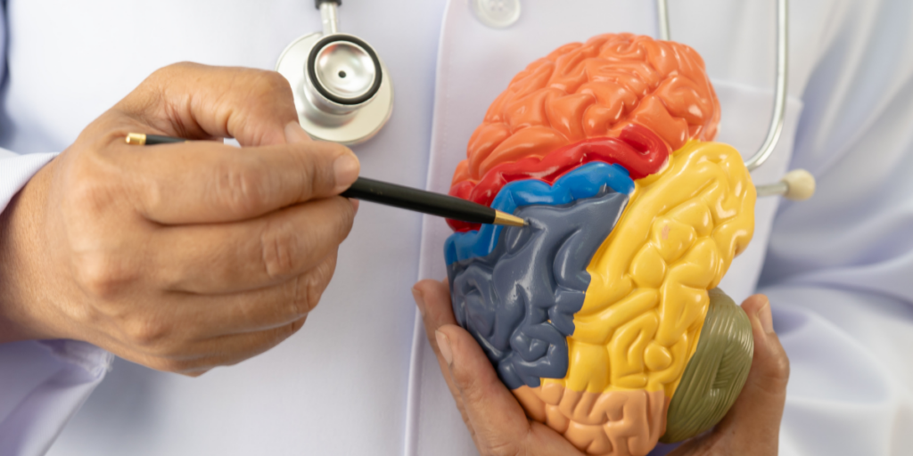 Doctor pointing to areas of a brain model