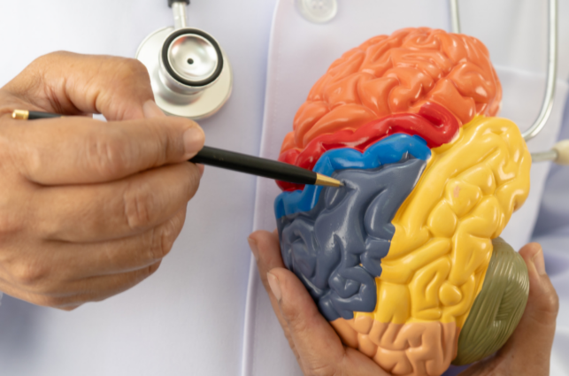 Doctor pointing to areas of a brain model